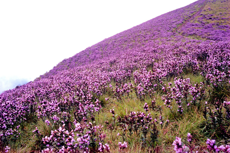Photo of Neelakurinji Photo Diary: Expectations vs Reality 1/8 by Siddharth and Shruti