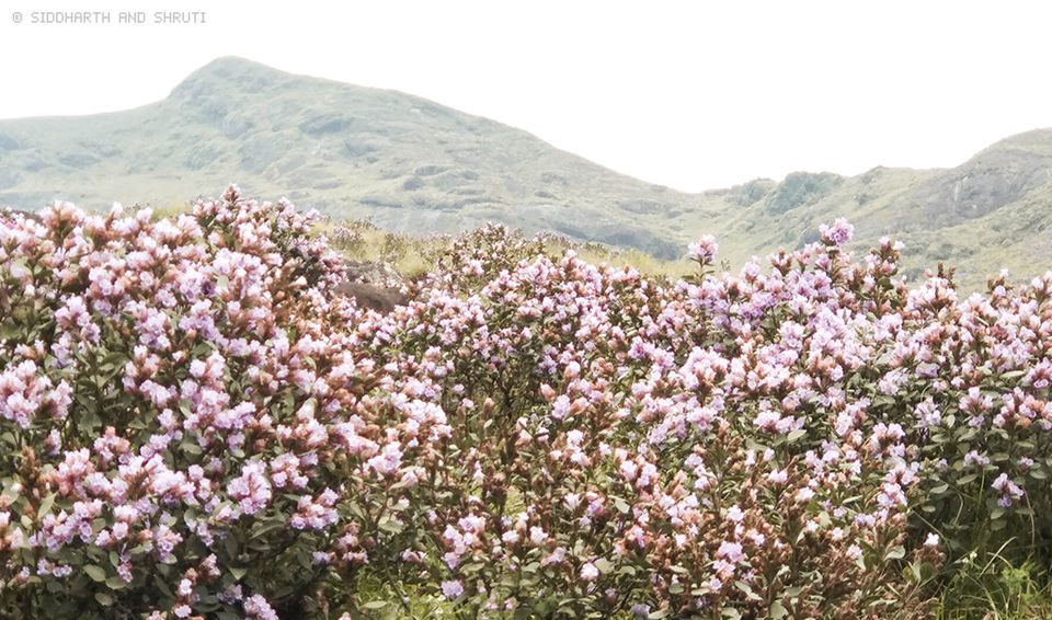 Photo of Neelakurinji Photo Diary: Expectations vs Reality 2/8 by Siddharth and Shruti