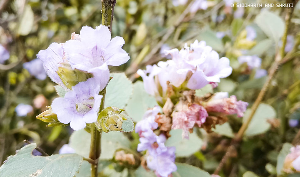 Photo of Neelakurinji Photo Diary: Expectations vs Reality 3/8 by Siddharth and Shruti