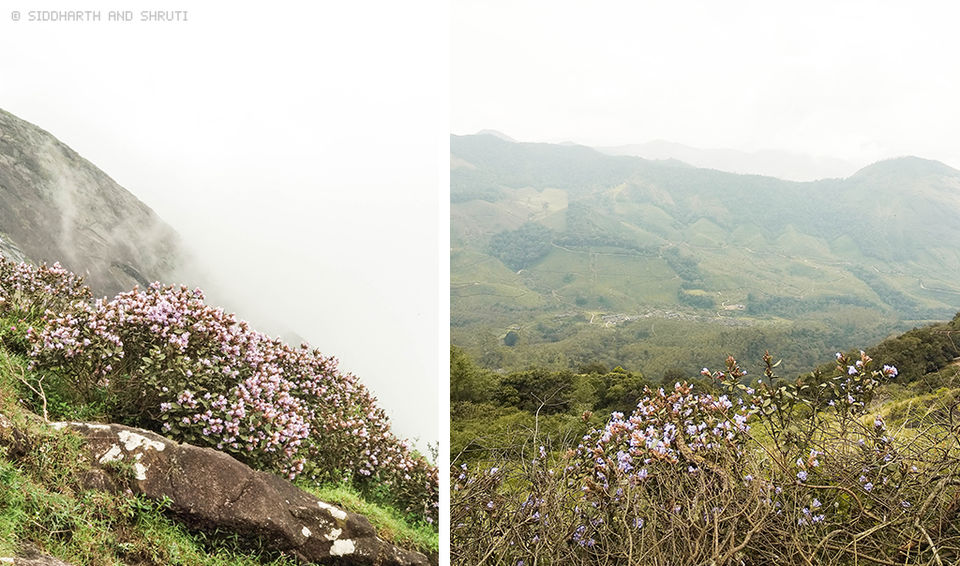 Photo of Neelakurinji Photo Diary: Expectations vs Reality 4/8 by Siddharth and Shruti