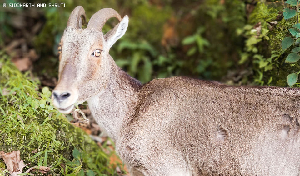 Photo of Neelakurinji Photo Diary: Expectations vs Reality 5/8 by Siddharth and Shruti