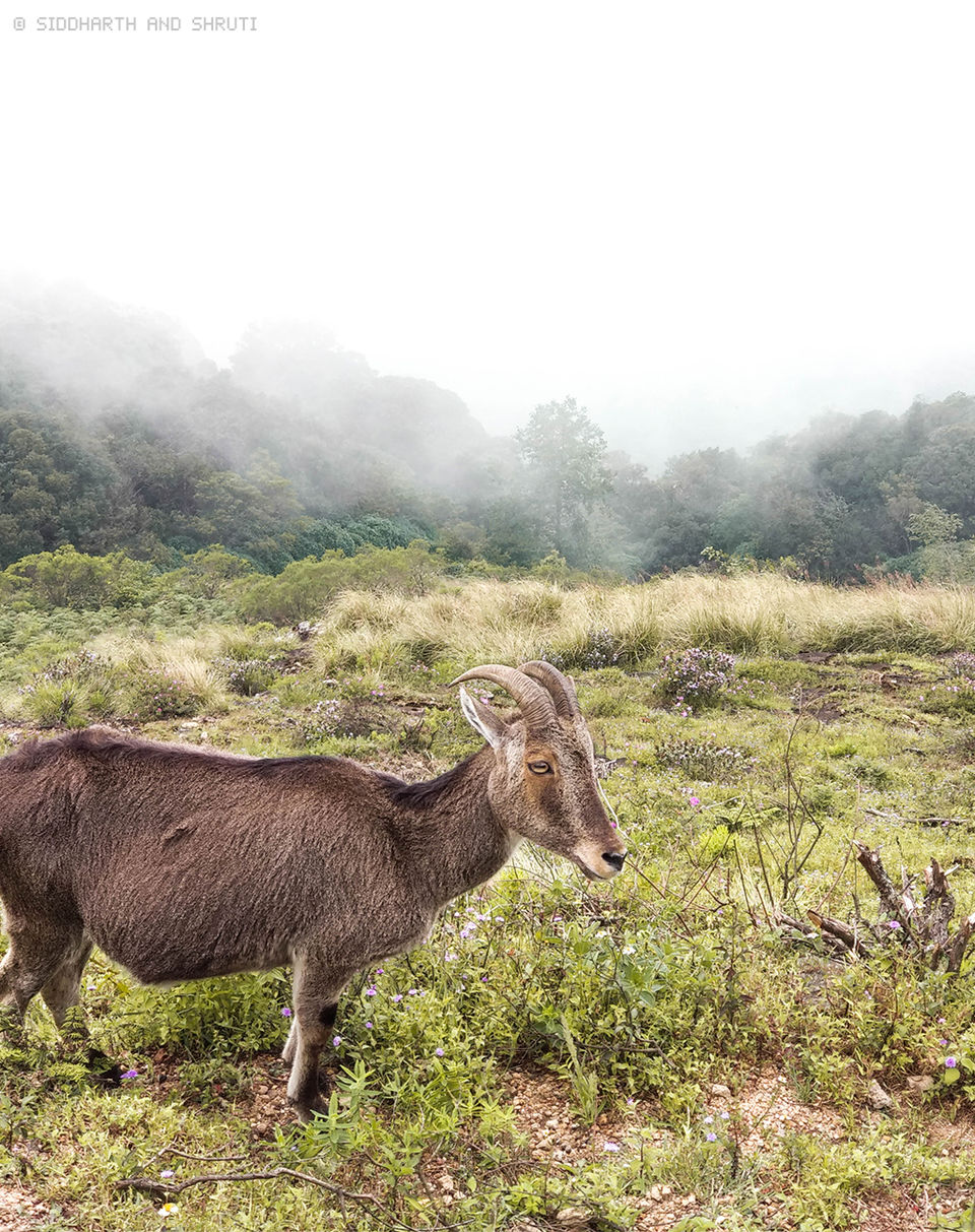 Photo of Neelakurinji Photo Diary: Expectations vs Reality 6/8 by Siddharth and Shruti