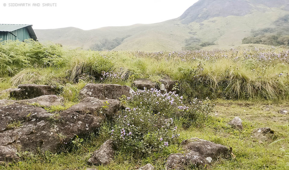 Photo of Neelakurinji Photo Diary: Expectations vs Reality 7/8 by Siddharth and Shruti