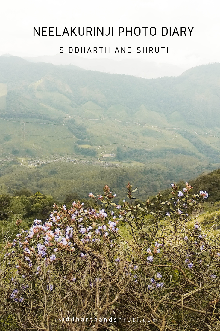 Photo of Neelakurinji Photo Diary: Expectations vs Reality 8/8 by Siddharth and Shruti