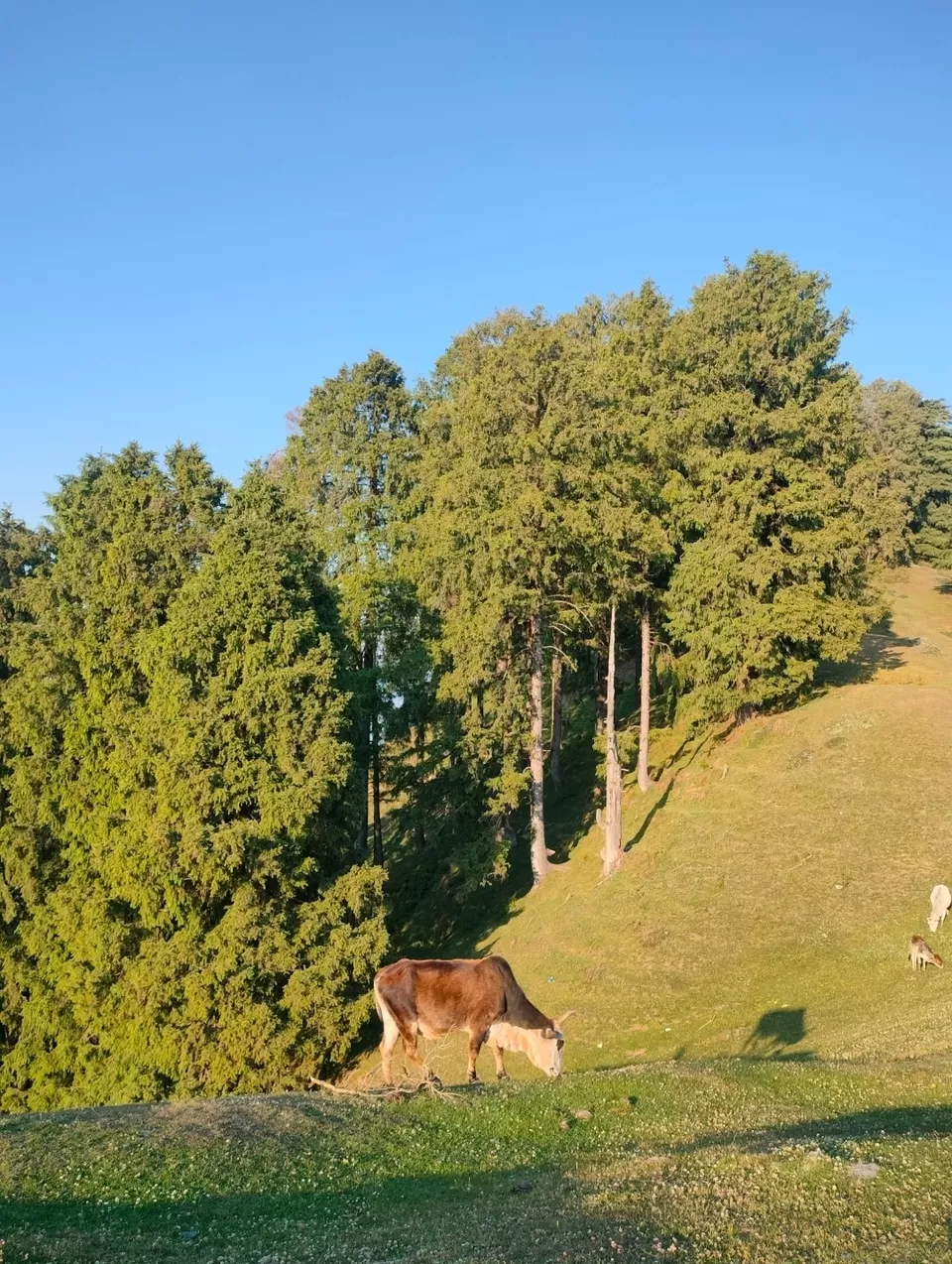 Photo of चकराता by KAPIL PANDIT 