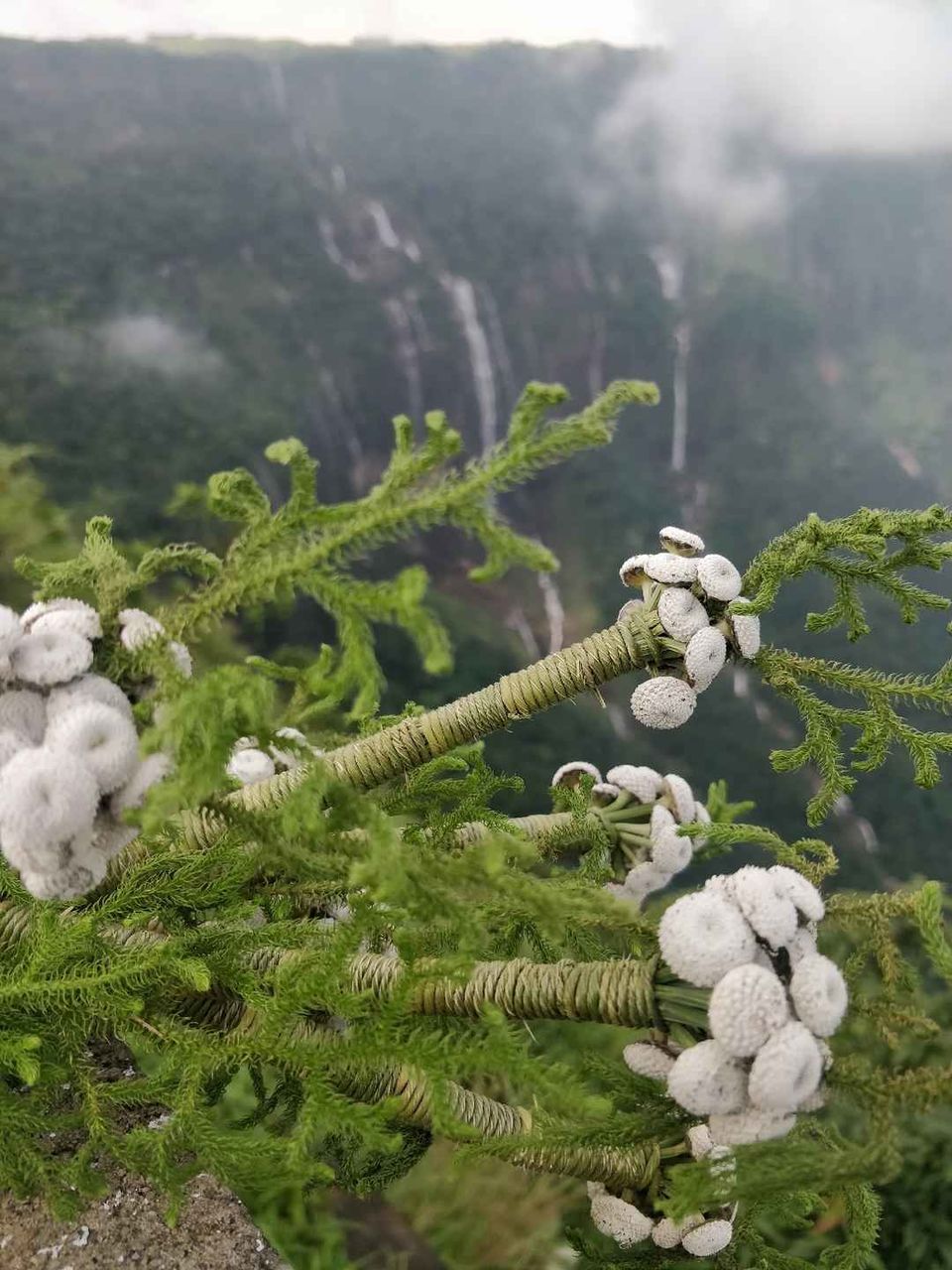 Photo of Seven Sisters Falls, Cherrapunjee, Nongkalikhai, Cherrapunjee, Meghalaya, Republic of India by Thejaswini ChandreGowda