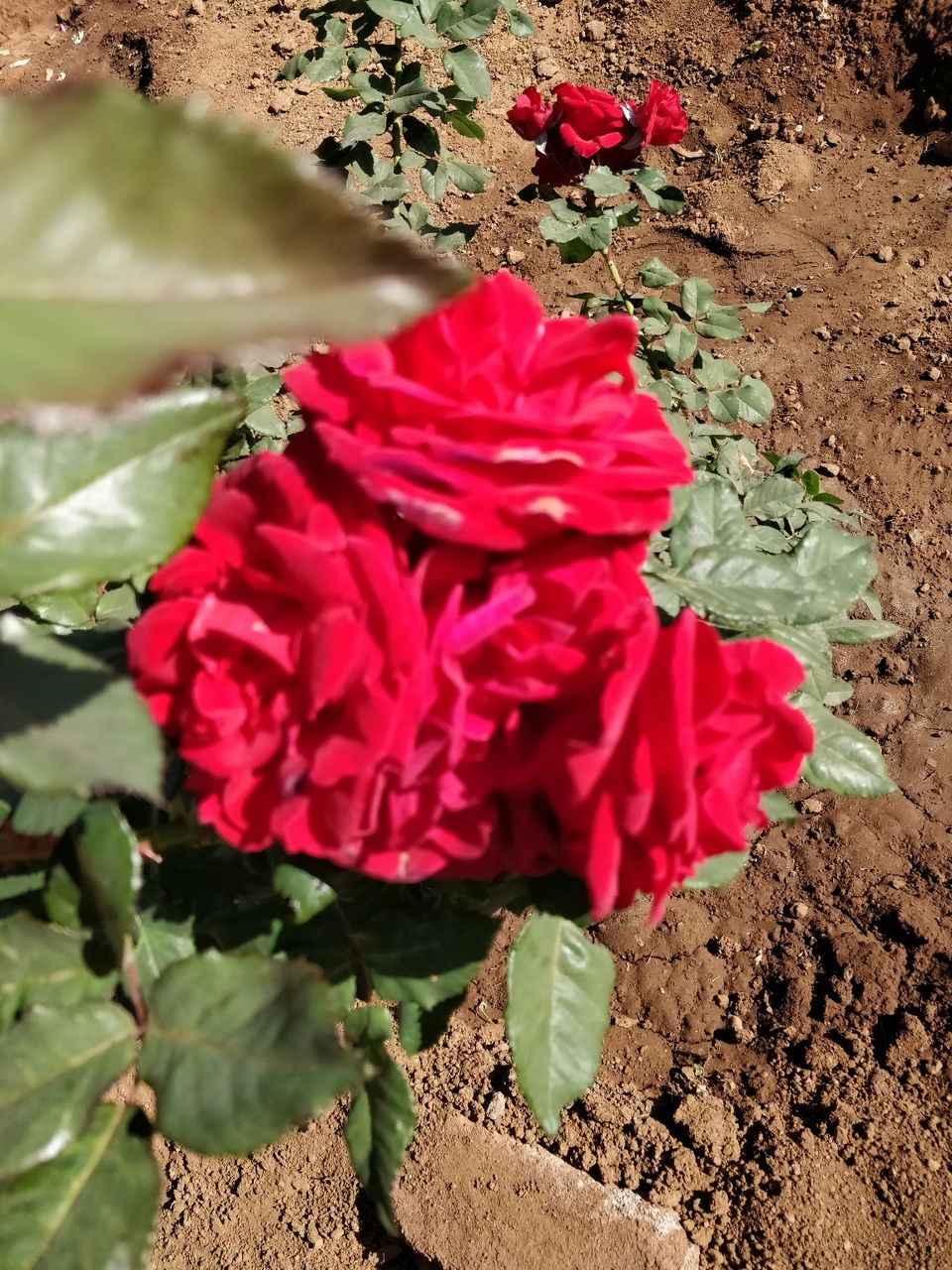 Photo of Saputara, Gujarat, India by Thejaswini ChandreGowda