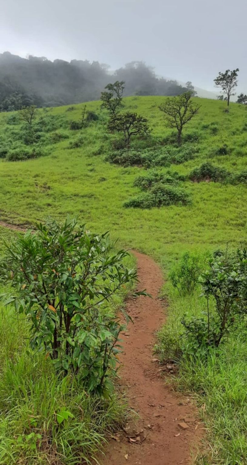 kodachadri trek leeches