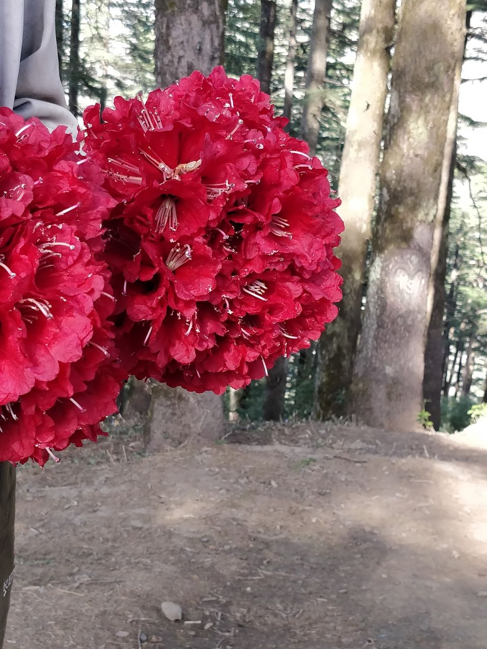 Photo of Mussoorie, Uttarakhand, India by Thejaswini ChandreGowda