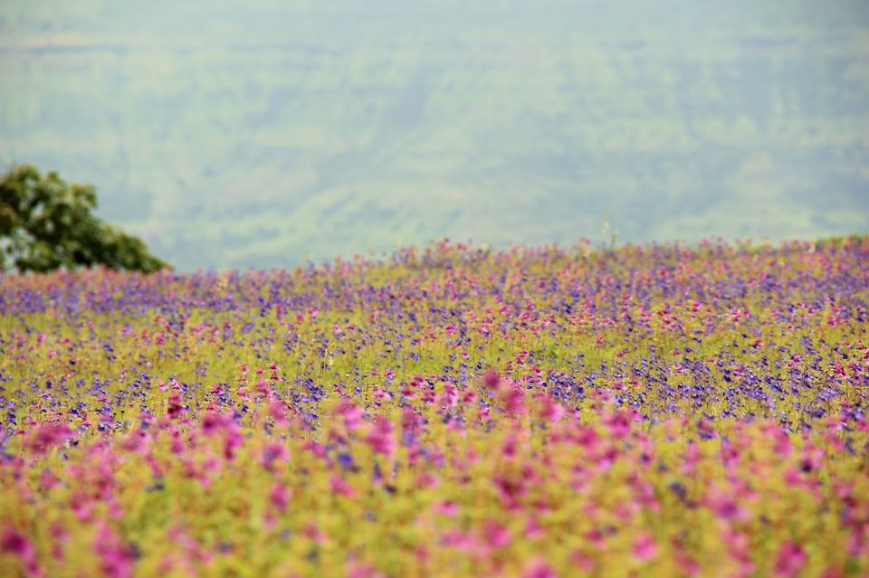 Photo of A Roadtrip to Konkan via Heaven! 3/5 by Abhimanyu - @yatripandit