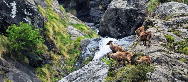 Photo of Great Himalayan National Park – The World’s Heritage Site 2/3 by Neeraj Dhiman