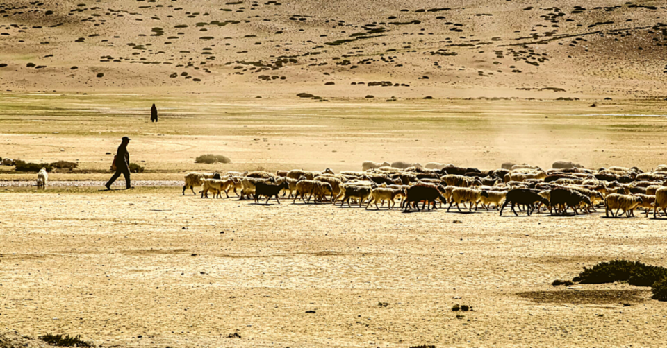 Photo of Changthang Widlife Sanctuary | Leh & Ladakh 1/1 by Neeraj Dhiman