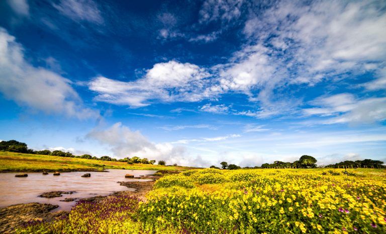 Photo of Kaas Pathar, Kaas Road, Kas, Maharashtra, India by Nishtha Nath