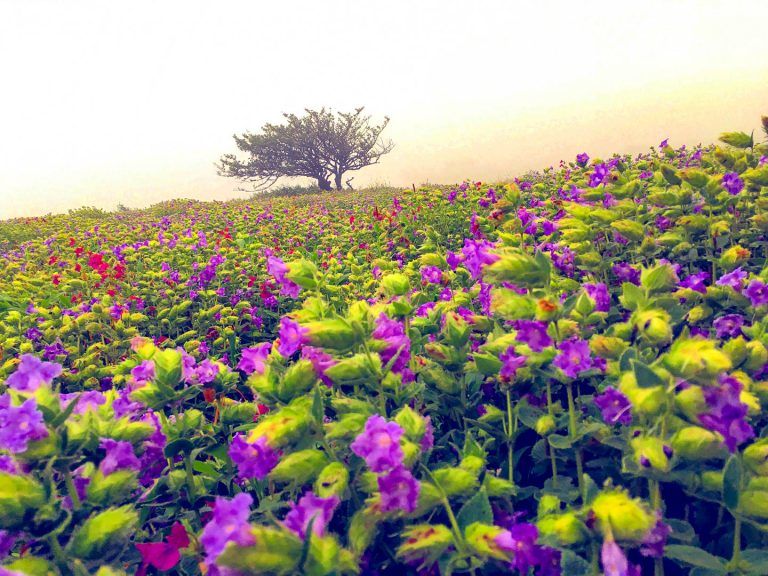Photo of Kaas Pathar, Kaas Road, Kas, Maharashtra, India by Nishtha Nath