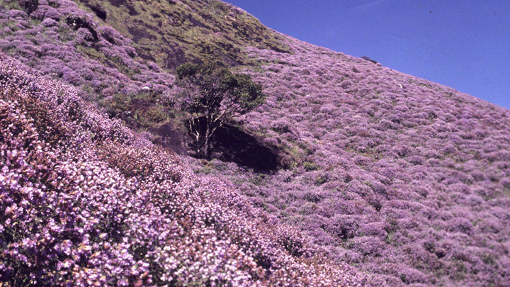 Photo of Munnar valley view, Devikulam, Kerala, India by Nishtha Nath