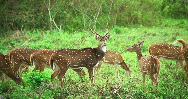 Photo of Nanda Devi National Park, Uttarakhand, India by Nishtha Nath