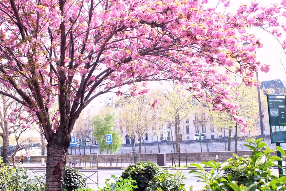 Photo of Square Marie-Trintignant, du Fauconnier et rue France, Rue de l'Ave Maria, Paris, France by Nishtha Nath
