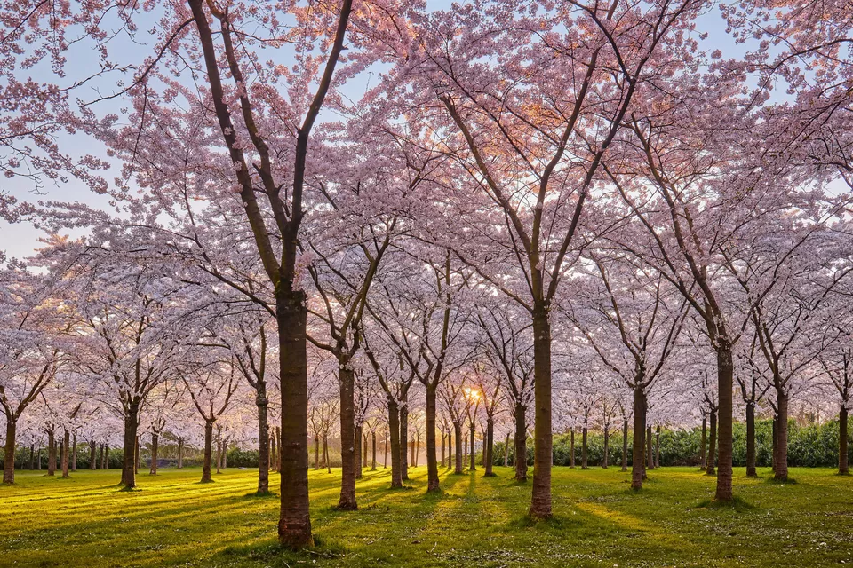 Photo of Westerpark, Amsterdam, Netherlands by Nishtha Nath