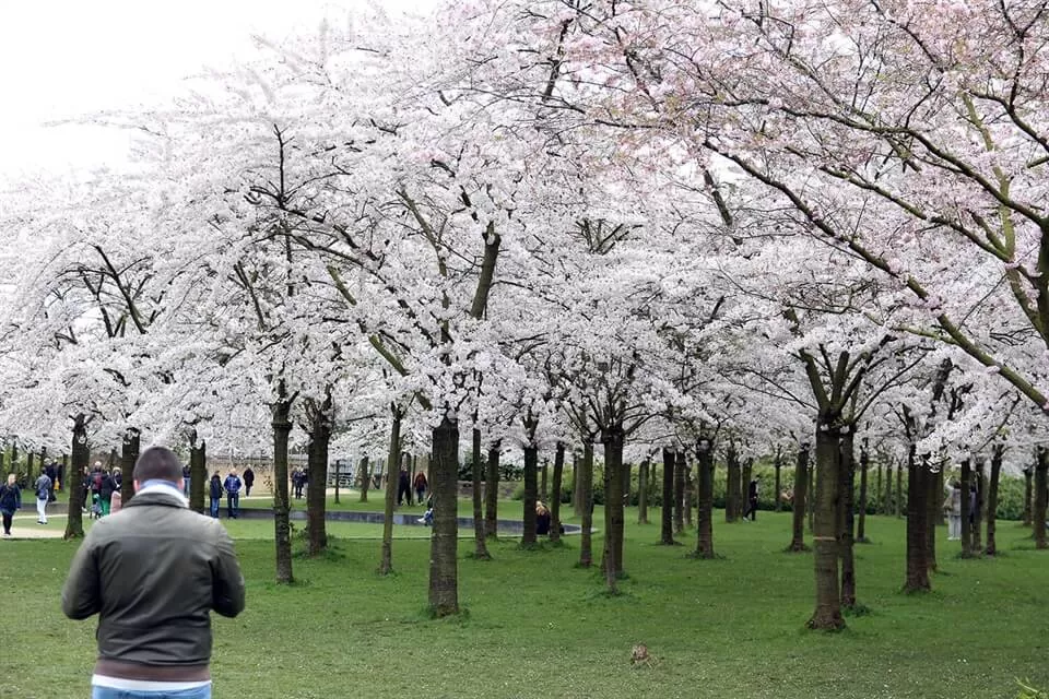 Photo of Museumplein, Amsterdam, Netherlands by Nishtha Nath