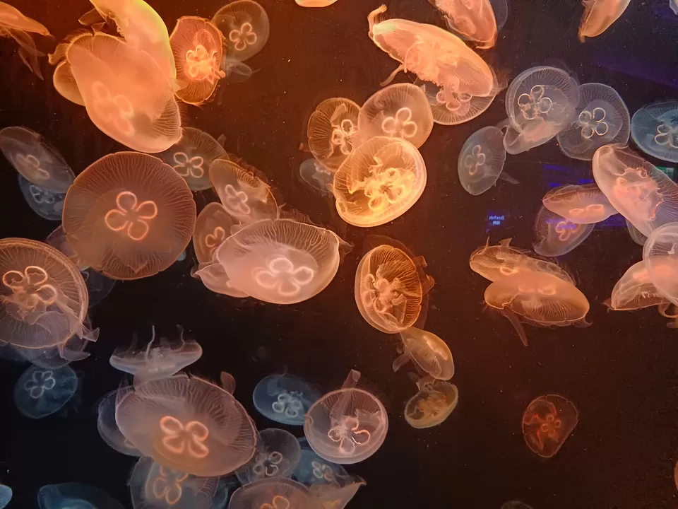 Photo of Sentosa Gateway, S.E.A. Aquarium, Sentosa Island, Singapore by Nishtha Nath