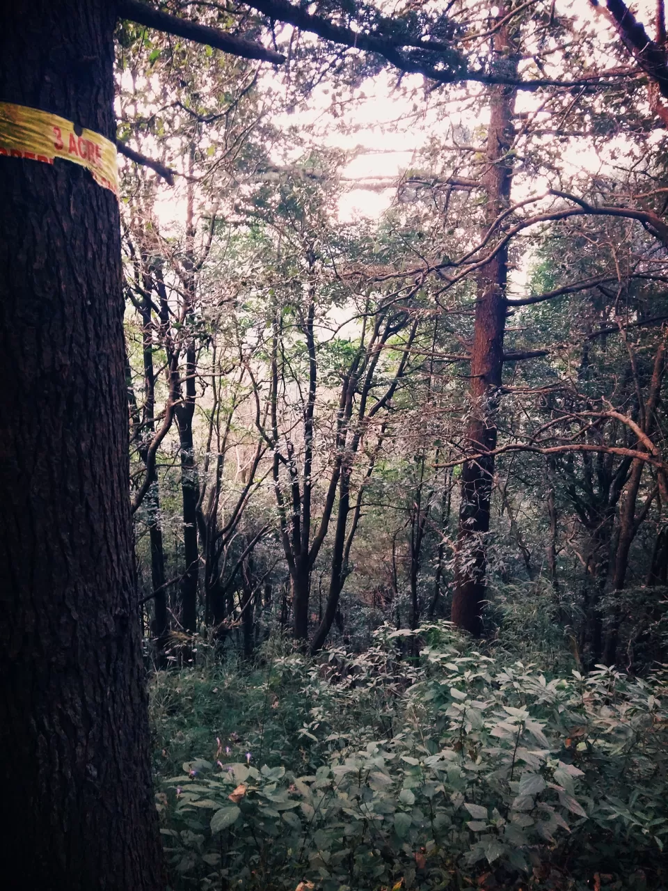 Photo of When a Localite asked me to run for my Life as the Leopard was on lose - CloudEnd Mussoorie by TheHimalayanGypsy