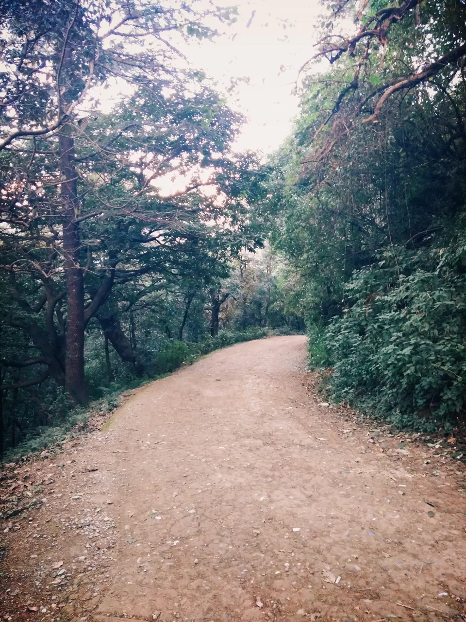 Photo of When a Localite asked me to run for my Life as the Leopard was on lose - CloudEnd Mussoorie by TheHimalayanGypsy