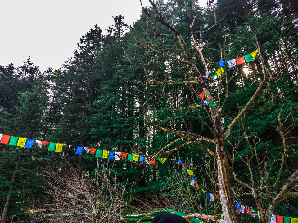 Photo of Log Huts Area Road, Old Manali, Manali, Himachal Pradesh, India by TheHimalayanGypsy