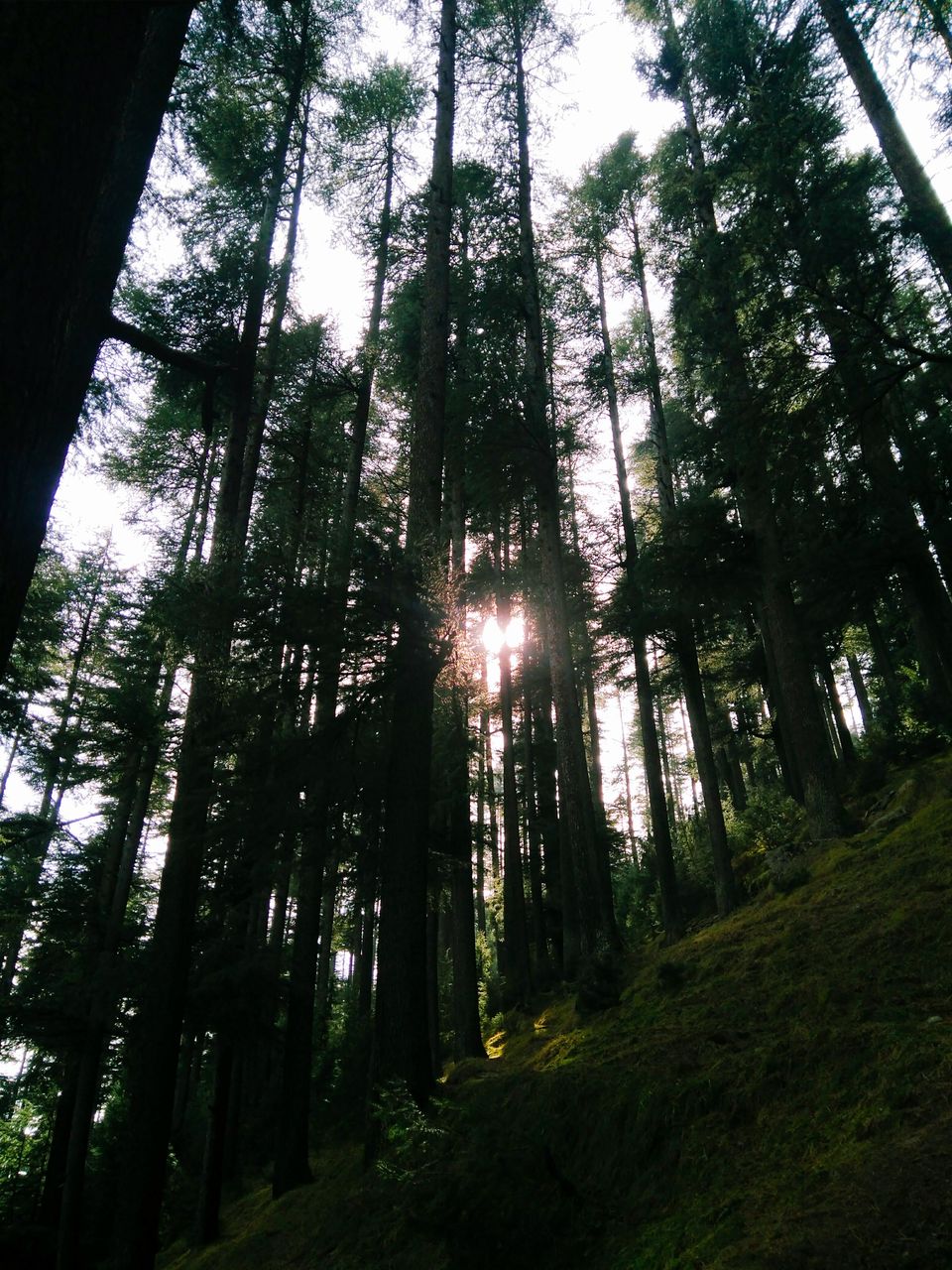Photo of Log Huts Area Road, Old Manali, Manali, Himachal Pradesh, India by TheHimalayanGypsy