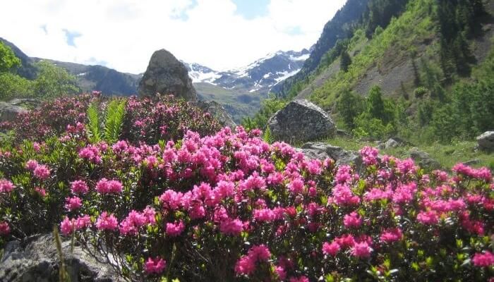 Photo of Barsey Rhododendron Sanctuary, Sikkim, India by TheHimalayanGypsy
