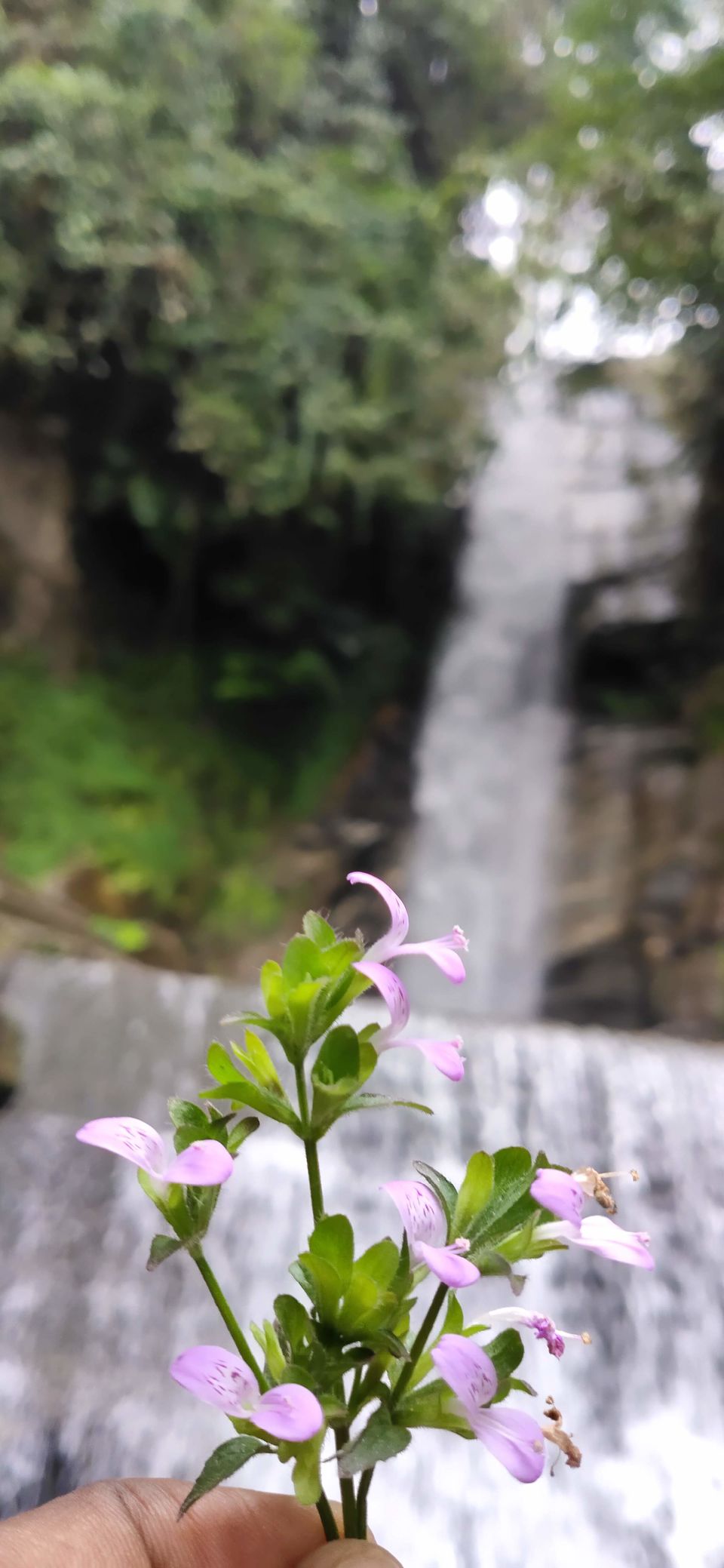 Photo of Gangtok, Sikkim, India by Trivikram Sarath