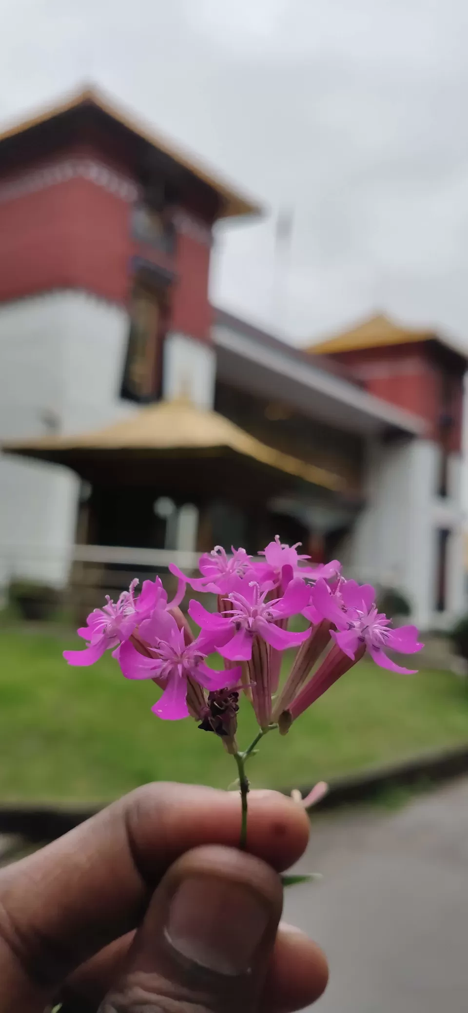 Photo of Namgyal Institute of Tibetology, M.P.Golai, Tadong, Gangtok, Sikkim, India by Trivikram Sarath