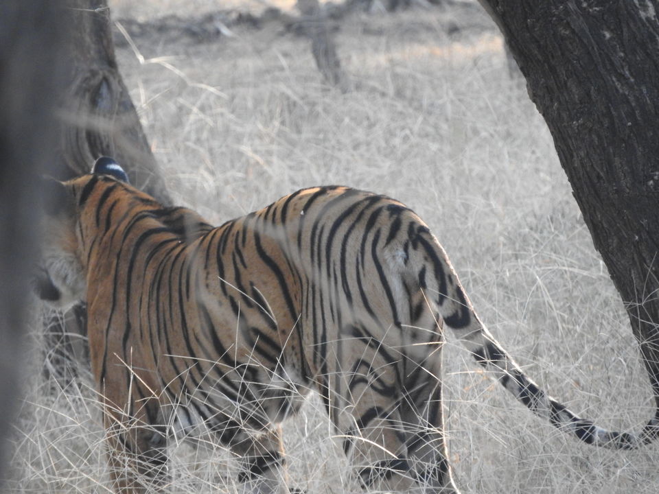 Photo of Ranthambore National Park, Rajasthan, India by PG
