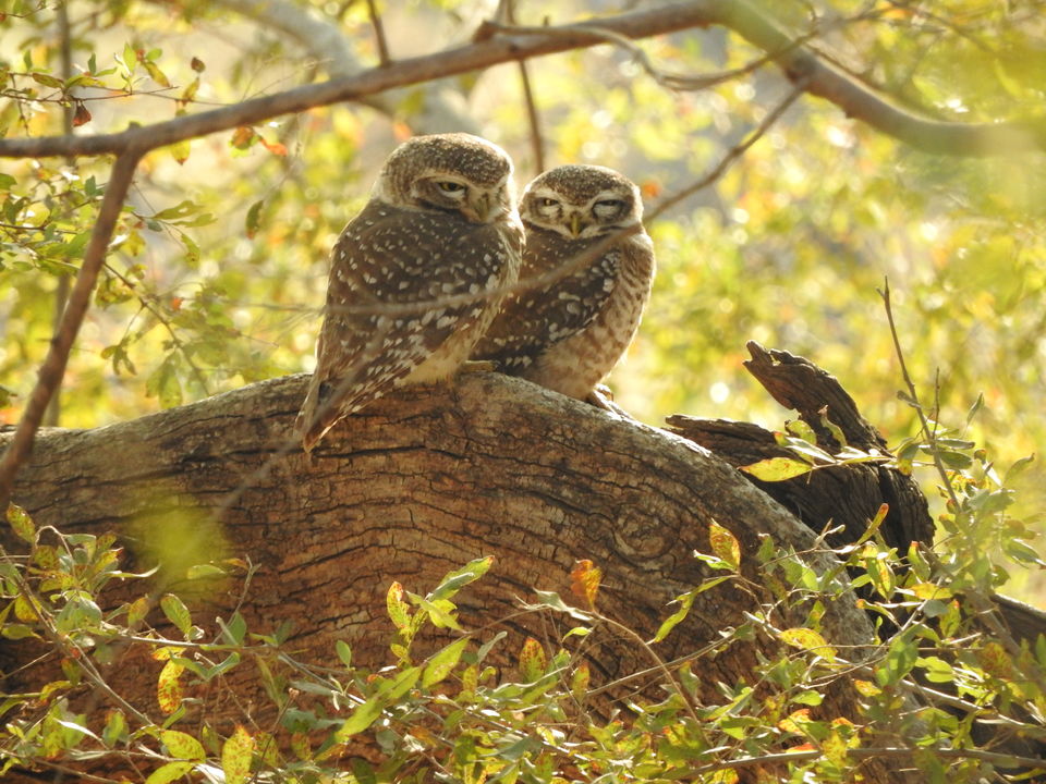 Photo of Ranthambore National Park, Rajasthan, India by PG