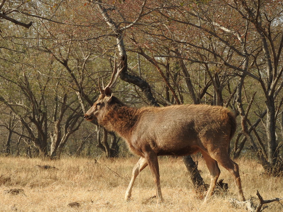 Photo of Ranthambore National Park, Rajasthan, India by PG