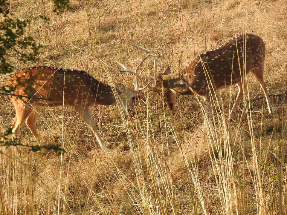 Photo of Ranthambore National Park, Rajasthan, India by PG