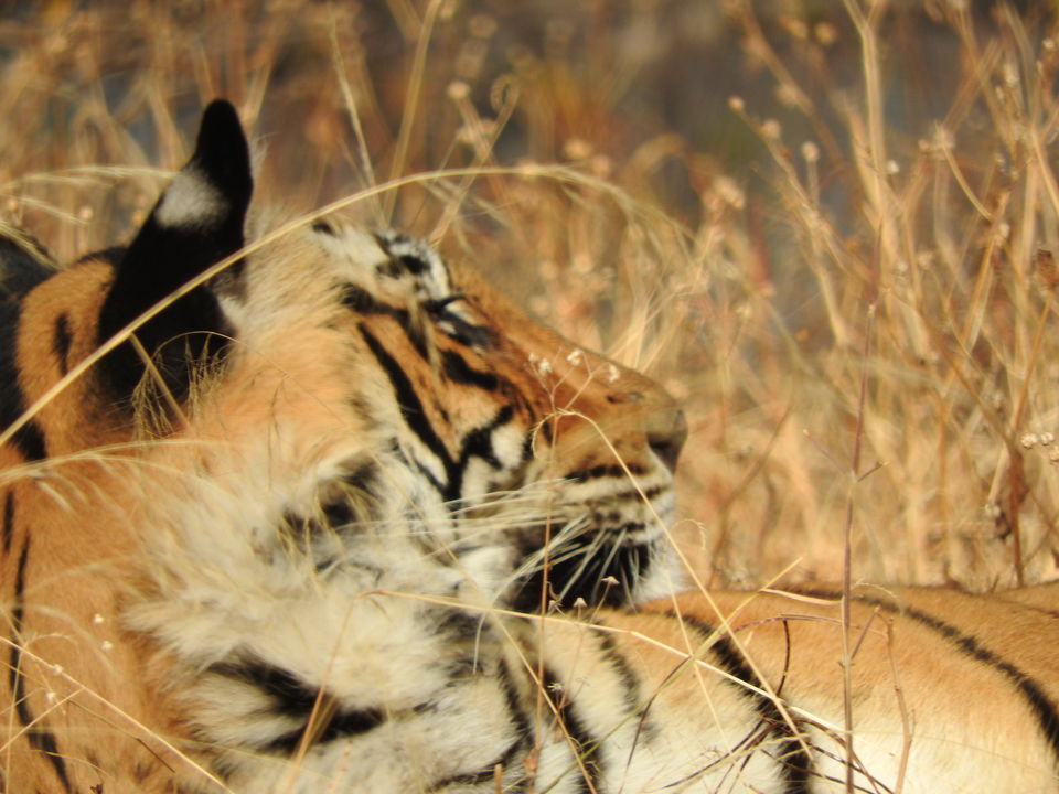 Photo of Ranthambore National Park, Rajasthan, India by PG