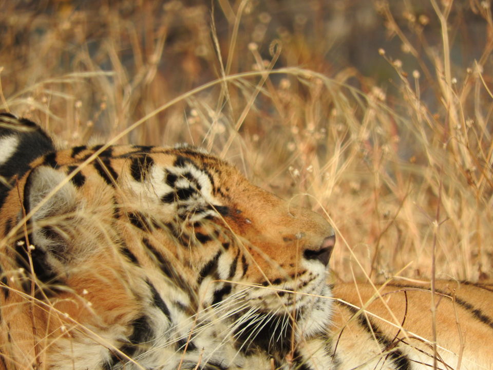 Photo of Ranthambore National Park, Rajasthan, India by PG