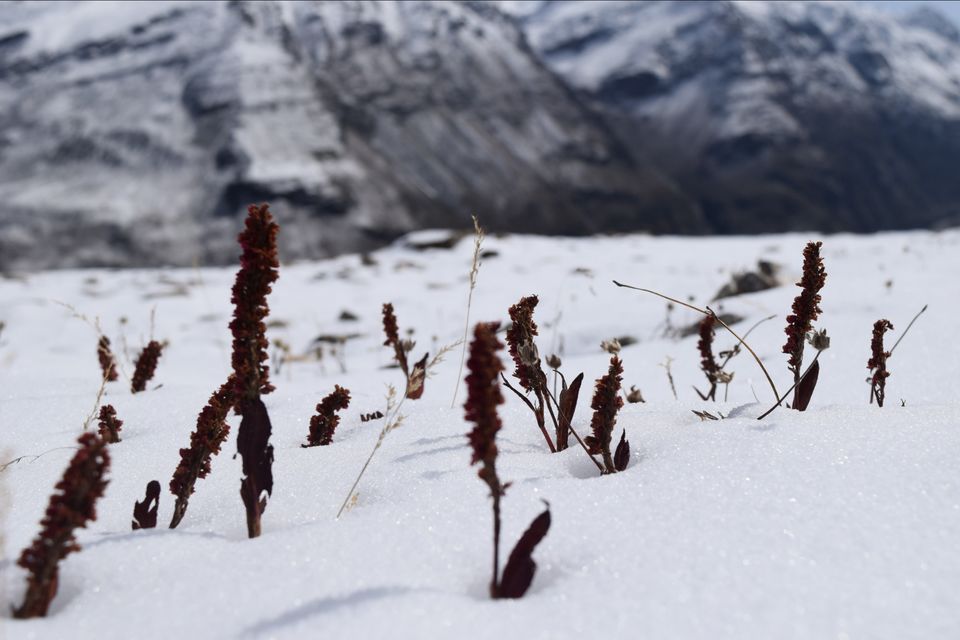Photo of Rohtang Pass, Himachal Pradesh by Kritika Tyagi