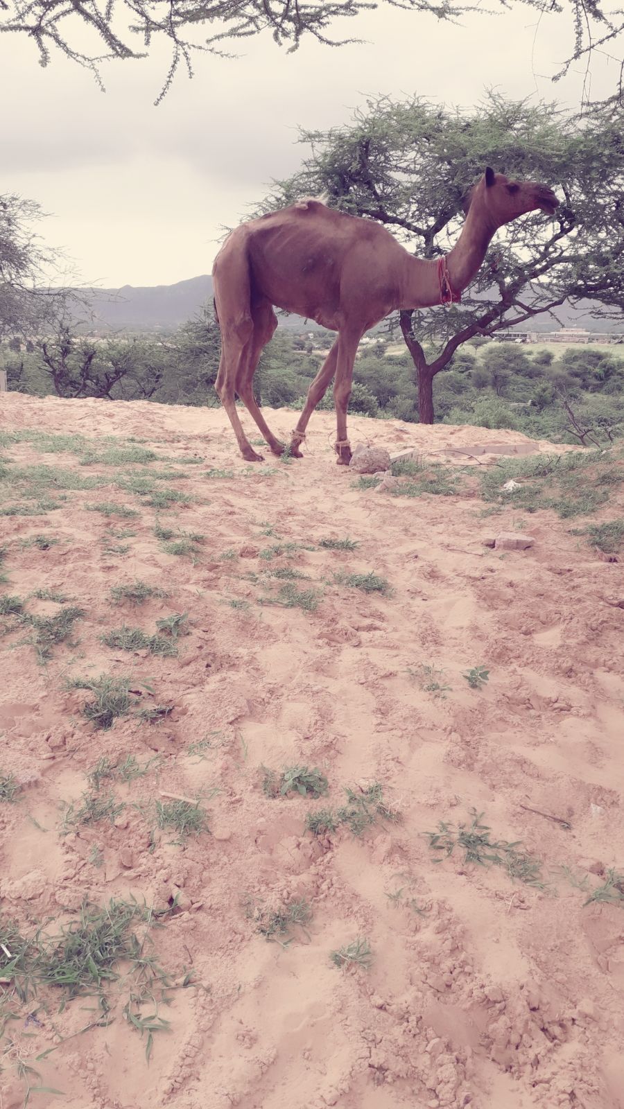 Photo of Explore 'PUSHKAR' like never before, in a one day trip. by Abhishek Rakesh Sharma