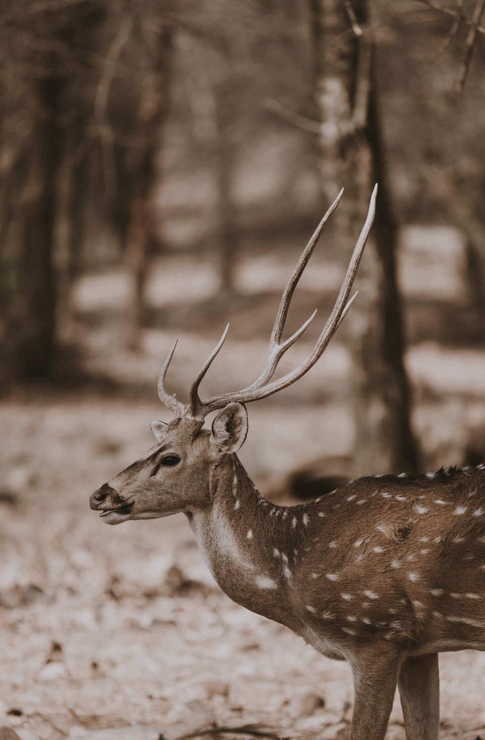 Photo of Ranthambore National Park, Sawai Madhopur, Rajasthan by Shubham Choudhary