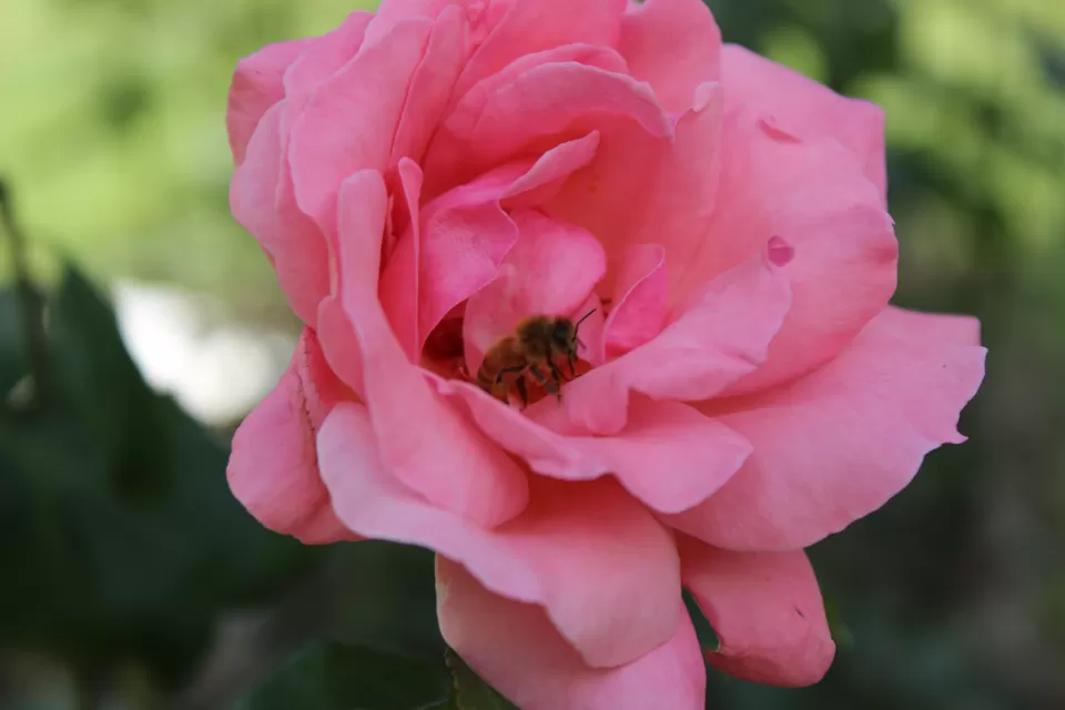 Photo of Nishat Bagh, Srinagar by Sarthak Bansal