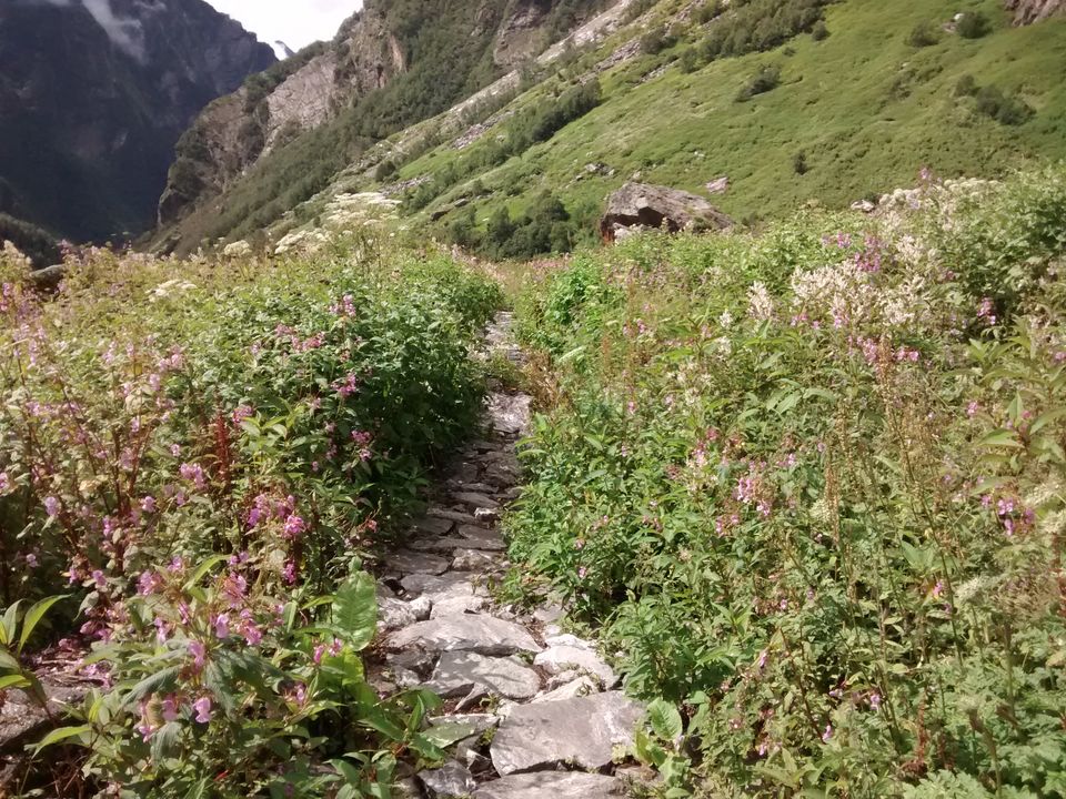 Photo of Valley of flowers, Hemkund sahib and Badrinath : More you explore, More it uncovers 5/16 by Sarthak Bansal