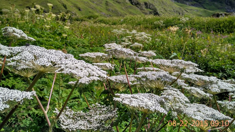 Photo of Valley of flowers, Hemkund sahib and Badrinath : More you explore, More it uncovers 6/16 by Sarthak Bansal