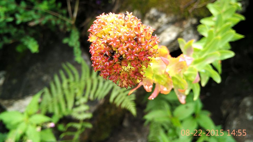 Photo of Valley of flowers, Hemkund sahib and Badrinath : More you explore, More it uncovers 13/16 by Sarthak Bansal