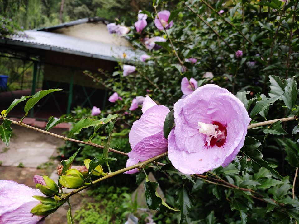 Photo of Ranikhet, Uttarakhand, India by Parvez khan