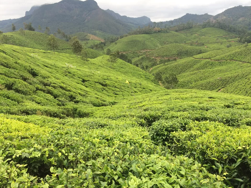 Photo of Munnar Tea Garden, Kochi-Dhanushkodi Road, Devikulam, Kerala, India by Ratul Sonowal
