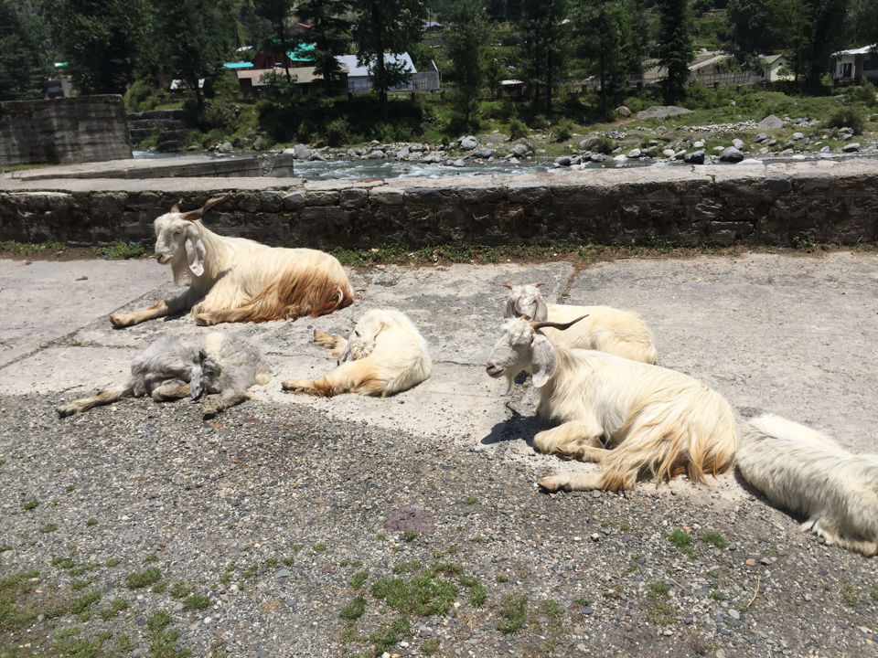 Photo of Barot Valley: the Unexplored Beauty by Ajeet Singh