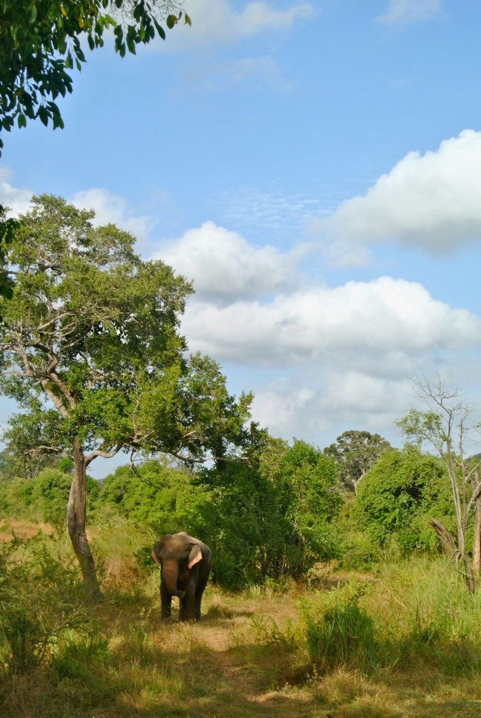Photo of One month in Sri Lanka with a backpack 2/24 by Léo Cerone