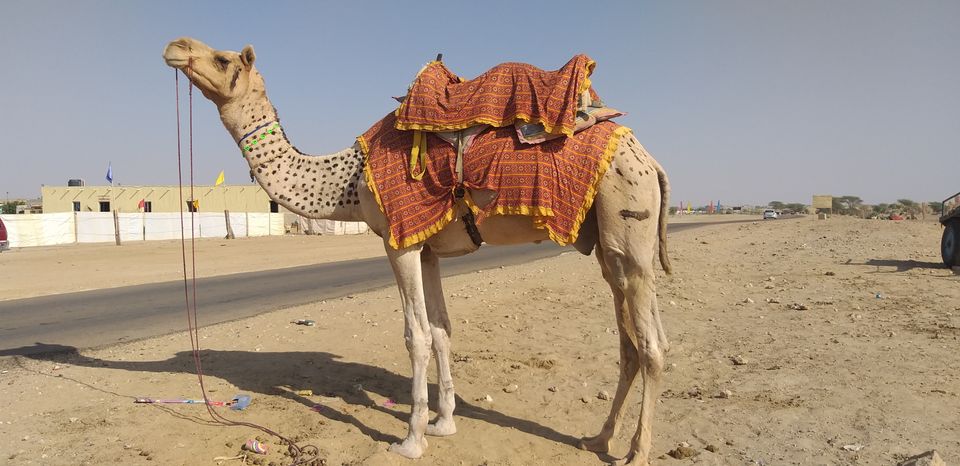 Photo of Only 4 days to explore Jaiselmer. Feel royal in the royal state- Rajasthan. by Mithrem Jagirdar