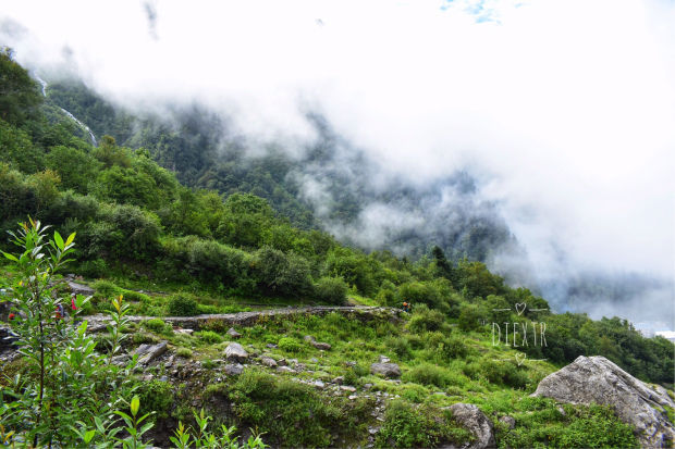 Photo of Valley Of Flowers 2/8 by swati kurra